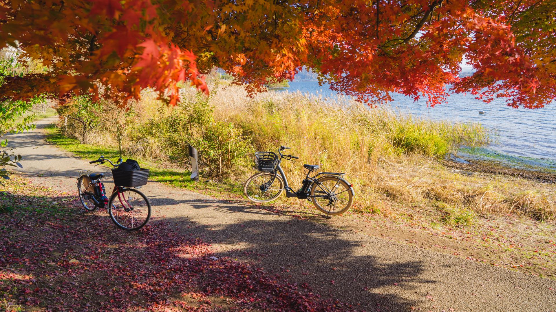Autumn Cycling: Embrace the Golden Feast of Nature
